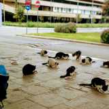 Visitiamo la colonia ospitata all�interno del Campus Universitario di Bari, che complessivamente conta ben cento animali. La prima tappa � il giardino del Dipartimento di Matematica, dove vivono una ventina di esemplari